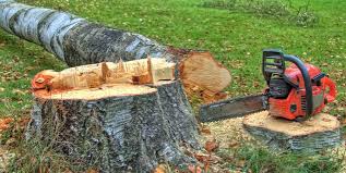 How Our Tree Care Process Works  in  Lake Holiday, VA