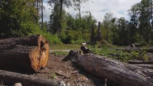 Best Stump Grinding and Removal  in Lake Holiday, VA