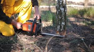 Best Tree Trimming and Pruning  in Lake Holiday, VA