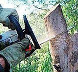 Best Utility Line Clearance  in Lake Holiday, VA