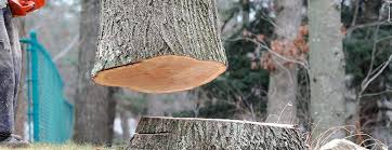Best Tree Preservation Services  in Lake Holiday, VA