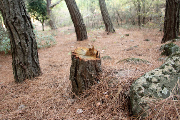Professional Tree Care in Lake Holiday, VA