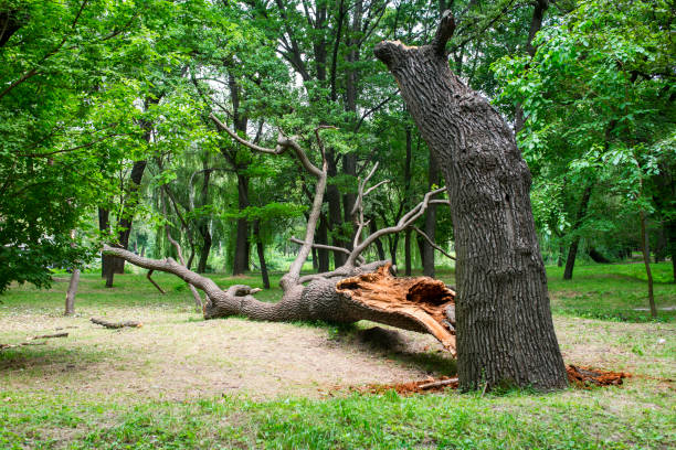 Best Lot and Land Clearing  in Lake Holiday, VA