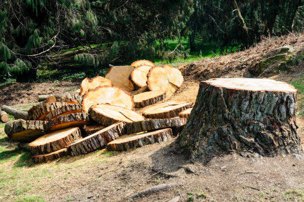Best Commercial Tree Services  in Lake Holiday, VA